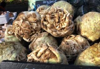 Record-Breaking 13-Pound Celeriac Crowned as World's Largest