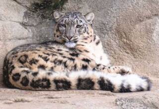 Pakistan Leads Global Initiative to Designate Snow Leopard as a Climate Adaptation Symbol