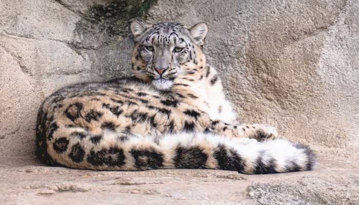 Pakistan Leads Global Initiative to Designate Snow Leopard as a Climate Adaptation Symbol