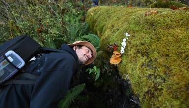 Mushroom Hunters Uncover New Species in Quest for Discovery and Recognition