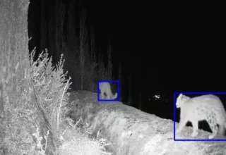 Innovative AI Camera Traps Enhance Human-Wildlife Coexistence in Gilgit Baltistan