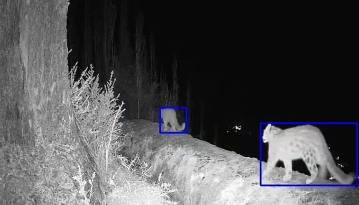 Innovative AI Camera Traps Enhance Human-Wildlife Coexistence in Gilgit Baltistan